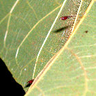Anopheles